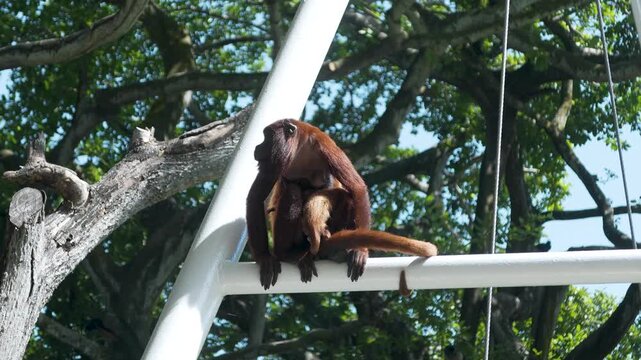 Mother Brown Spider Monkey Carrying Baby while Climbing in the Colombian Rainforest Canopy