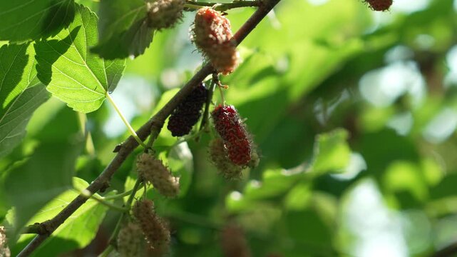 Ripe Mulberries Hanging on Tree Branch with Lush Green Leaves and Sunlight, Featuring Ripening Fruit and Vibrant Mulberry Tree Branches
