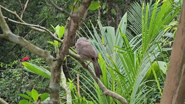 Jungle Babbler (Argya striata) Perched on Tree Branch in Tropical Garden, Brown Songbird in Natural Habitat, Indian Wildlife, 4K Stock Footage