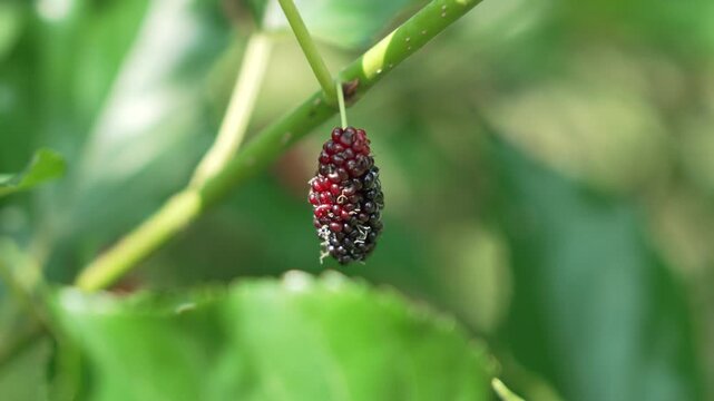 Close Up of Ripe Mulberry Hanging from Branch Surrounded by Lush Green Leaves in Natures Vibrant Setting