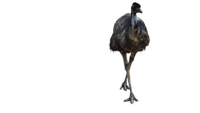 Isolated Emu standing on one leg in a studio setting against a black backdrop with copy space on the left side for creative designs