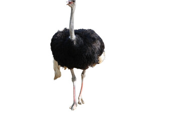 Isolated Ostrich standing upright with its beak open in a studio shot against a black background © Aerials Wind