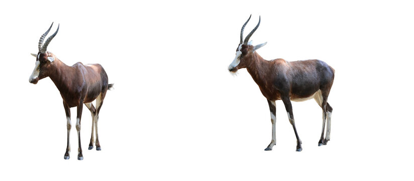 Isolated Blesbok antelopes standing calmly with their horns visible against a solid black background in a studio environment