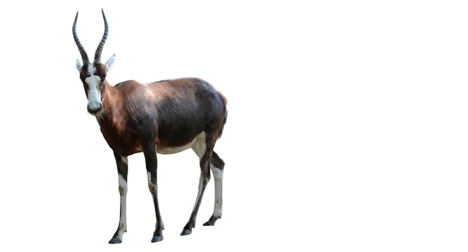 Isolated Blesbok standing alert on black backdrop showcasing its horns and striking facial markings