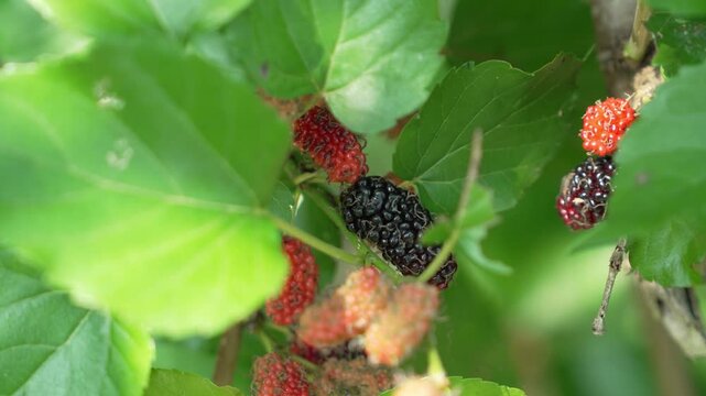 Ripe and Unripe Mulberries on Tree with Vibrant Green Leaves, Showcasing Red and Black Berries in Natural Setting