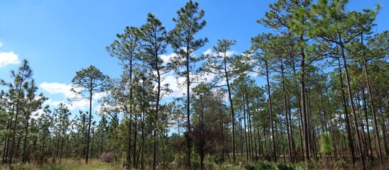 Obraz premium Beautiful landscape of North Florida rainforest