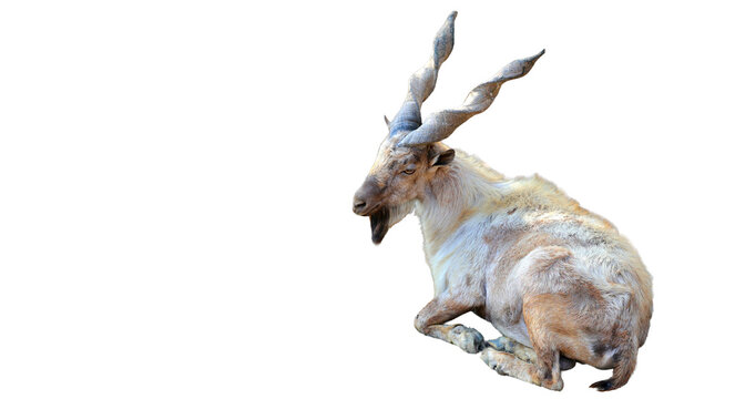 Isolated Markhor goat resting with its majestic spiraled horns against a plain black backdrop in a wildlife studio setting