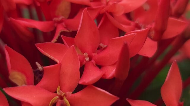 Orange ixora flowers macro close up with soft focus and bokeh background, tropical floral cluster blooming in garden, vibrant nature scene showing freshness, natural beauty and ornamental plant