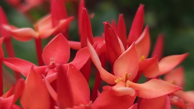Orange ixora flowers macro close up with soft focus and bokeh background, tropical floral cluster blooming in garden, vibrant nature scene showing freshness, natural beauty and ornamental plant