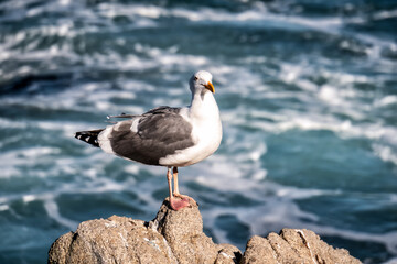 Fototapeta premium Seagull perches on rocky outcrop