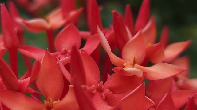 Orange ixora flowers macro close up with soft focus and bokeh background, tropical floral cluster blooming in garden, vibrant nature scene showing freshness, natural beauty and ornamental plant