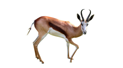 Isolated Springbok antelope walking with delicate steps against a stark black background in natural lighting © Aerials Wind