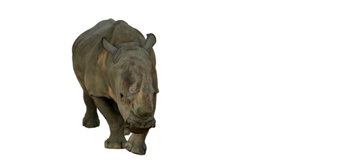 Isolated Rhino walking towards camera on black background, showing its powerful build and characteristic horn for conservation themes © Aerials Wind