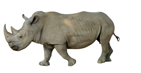 Fototapeta premium Isolated Rhinoceros walking calmly against a dark black background in a studio setting, showcasing its powerful build and unique skin texture