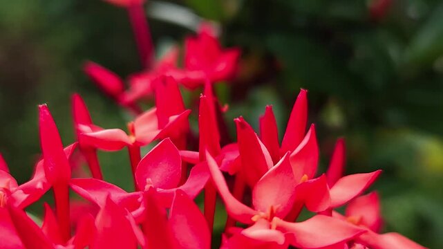 Orange ixora flowers macro close up with soft focus and bokeh background, tropical floral cluster blooming in garden, vibrant nature scene showing freshness, natural beauty and ornamental plant