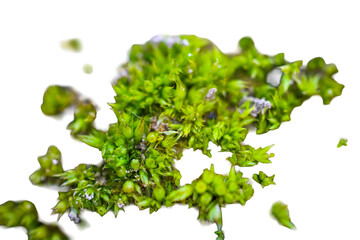 Obraz premium Isolated Moss clump growing with green hues against a stark black background, a vibrant close-up showcasing natural textures