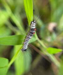 Fototapeta premium Hairy Caterpillar with Red Spots on Green Leaf Macro Close-Up
