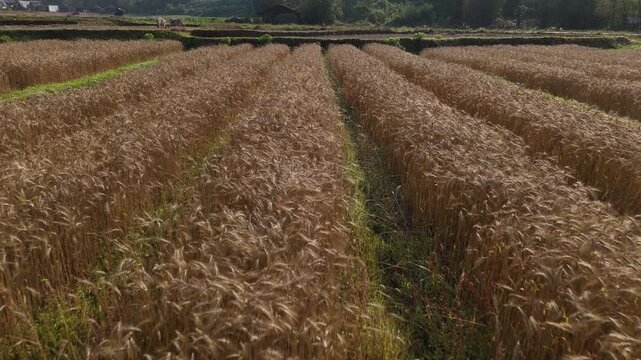 Golden Wheat Fields Aerial View of Sunlit Rural Landscape Showcasing Natures Bounty and Agricultural Beauty with Ripe Crops Ready for Harvest