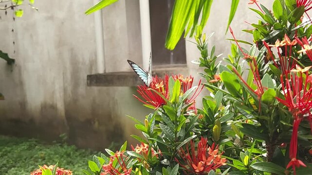 Butterfly slow motion 4K, India