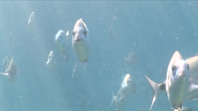 fish scenery underwater underwater mediterranean sea sun shine relaxing ocean scenery sea breams