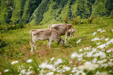 Fototapeta premium Two Cows Grazing on Alpine Meadow with Wildflowers, Switzerland