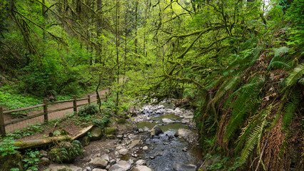 Obraz premium Lower Macleay Trail in Forest Park, Portland, Oregon