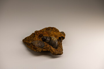 View of ancient seashells, spiraling fossils and fragments embedded in dark sediment, a glimpse into a prehistoric world on a white background © Tatiana Kashko