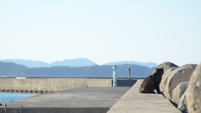 加太港のトラ猫とカモメ （和歌山県和歌山市, 2026年1月）