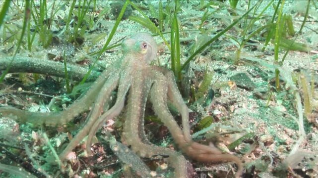 long leg octopus swimming and spreading ink underwater
