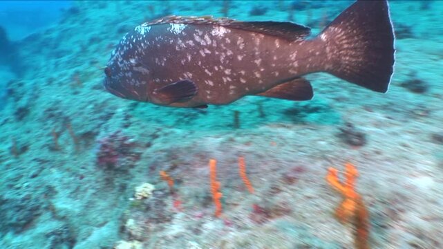 dusky grouper swimming around the diver and curious underwater ocean scenery close up fish