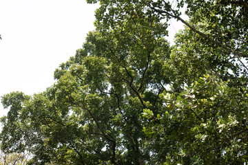 Fototapeta premium Rounded canopy dominating minimal luminous background. Broad leafy crown under spacious daylight field. Mature treetop silhouette against clean pale heavens