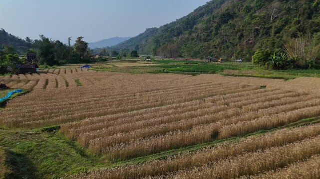 Golden Wheat Fields and Lush Green Hills in Serene Valley Under Clear Blue Sky Aerial View of Rural Agriculture and Nature Landscape
