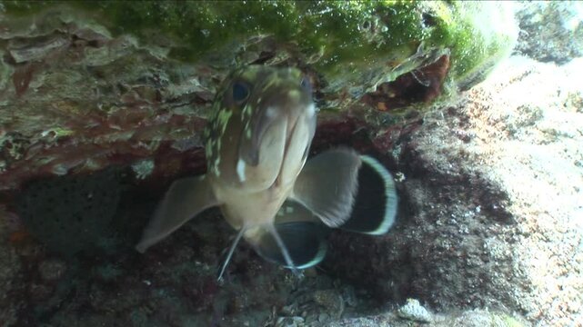dusky grouper swimming around the diver and curious underwater ocean scenery close up fish