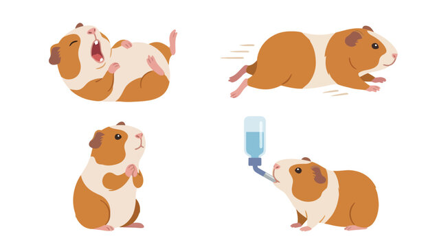 Cute Guinea Pig Vector Set: Adorable Rodent Pet in Various Poses &ndash; Running, Playing, Drinking. Cartoon Animal Illustrations.