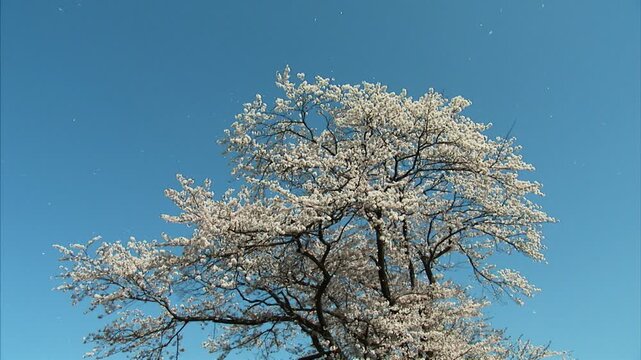 青空に舞散る桜吹雪