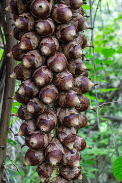 Cacho de cocos baba&ccedil;u em uma palmeira