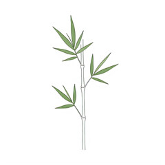 Obraz premium Thin bamboo stem with green leaves illustration on transparent background