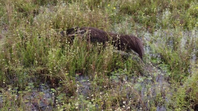 Wild Giant Anteater Walking Through Pantanal Wetlands, Brazil