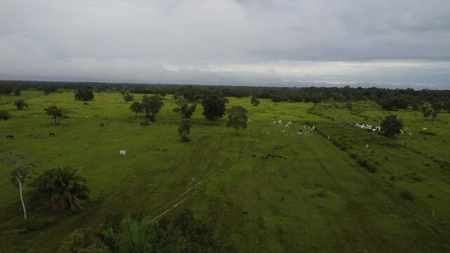 Drone Aerial View of Pantanal Wetlands, Brazil