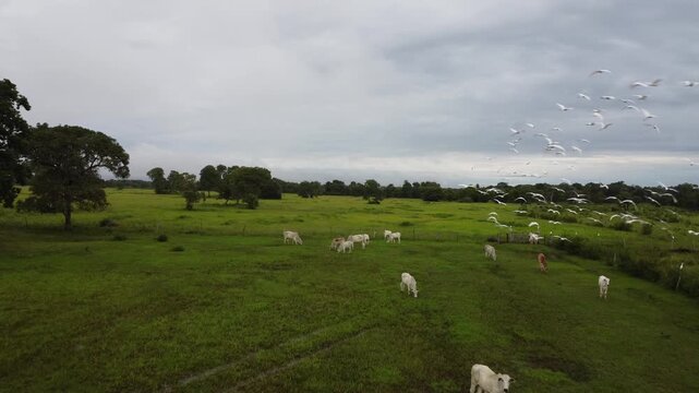 Drone Aerial View of Pantanal Wetlands, Brazil