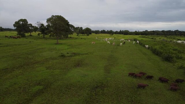 Drone Aerial View of Pantanal Wetlands, Brazil