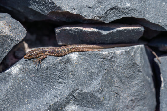 Close-up of an endemic Madeiran wall lizard (Teira dugesii) basking on a dark volcanic rock, showcasing its detailed scales and green-brown camouflage, Madeira, Portugal.
