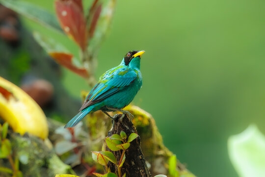 Vibrant male Green Honeycreeper (Chlorophanes spiza) perched on a mossy branch in a tropical rainforest, showing brilliant teal plumage and a bright yellow beak against a lush green background.