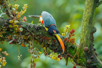 Fototapeta premium Fiery-billed Aracari perched on a branch in the tropical rainforest against a blurred green background, Costa Rica