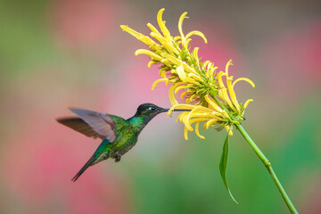 Fototapeta premium Male Talamanca Hummingbird hovering and feeding on a yellow shrimp plant flower with a soft green bokeh background, Costa Rica
