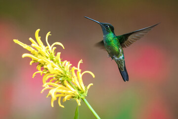 Fototapeta premium Male Talamanca Hummingbird hovering and feeding on a yellow shrimp plant flower with a soft green bokeh background, Costa Rica