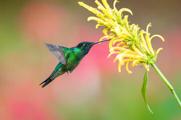 Fototapeta premium Male Talamanca Hummingbird hovering and feeding on a yellow shrimp plant flower with a soft green bokeh background, Costa Rica