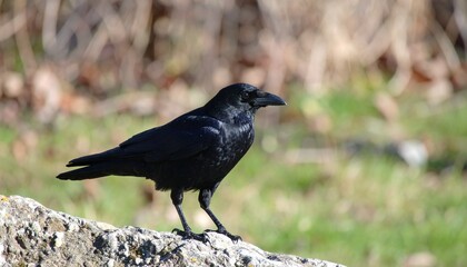 Fototapeta premium UHD 4K Wildlife Photography of an American Crow (Corvus brachyrhynchos) on a Rock