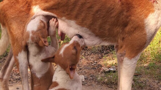 Mother Dog Feeding Puppies Close Up, Stray Dog Nursing Young in Outdoor Environment, Animal Maternal Care and Nurturing Behavior, Natural Wildlife Street Scene India 4K