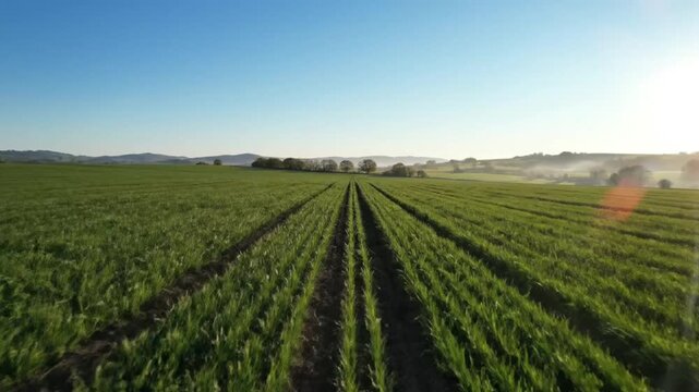 Drone perspective of a verdant wheat field under a brilliant blue sky on a bright sunny day